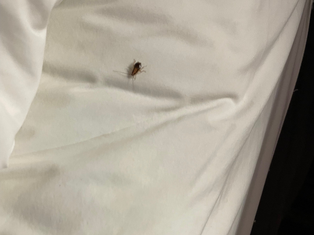 Microtel Inn & Suites by Wyndham Pooler/Savannah主图