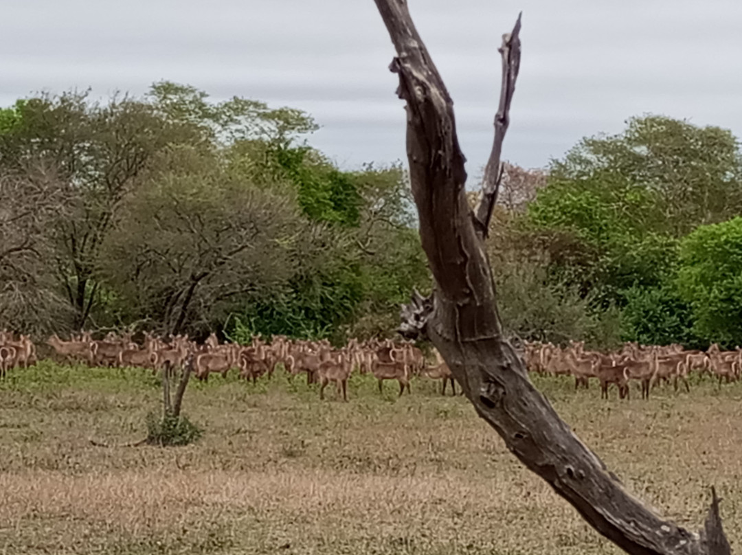 Parque Nacional Da Gorongosa景点图片