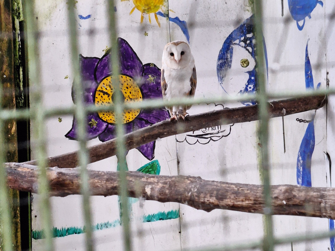 Festival Park Owl Sanctuary景点图片