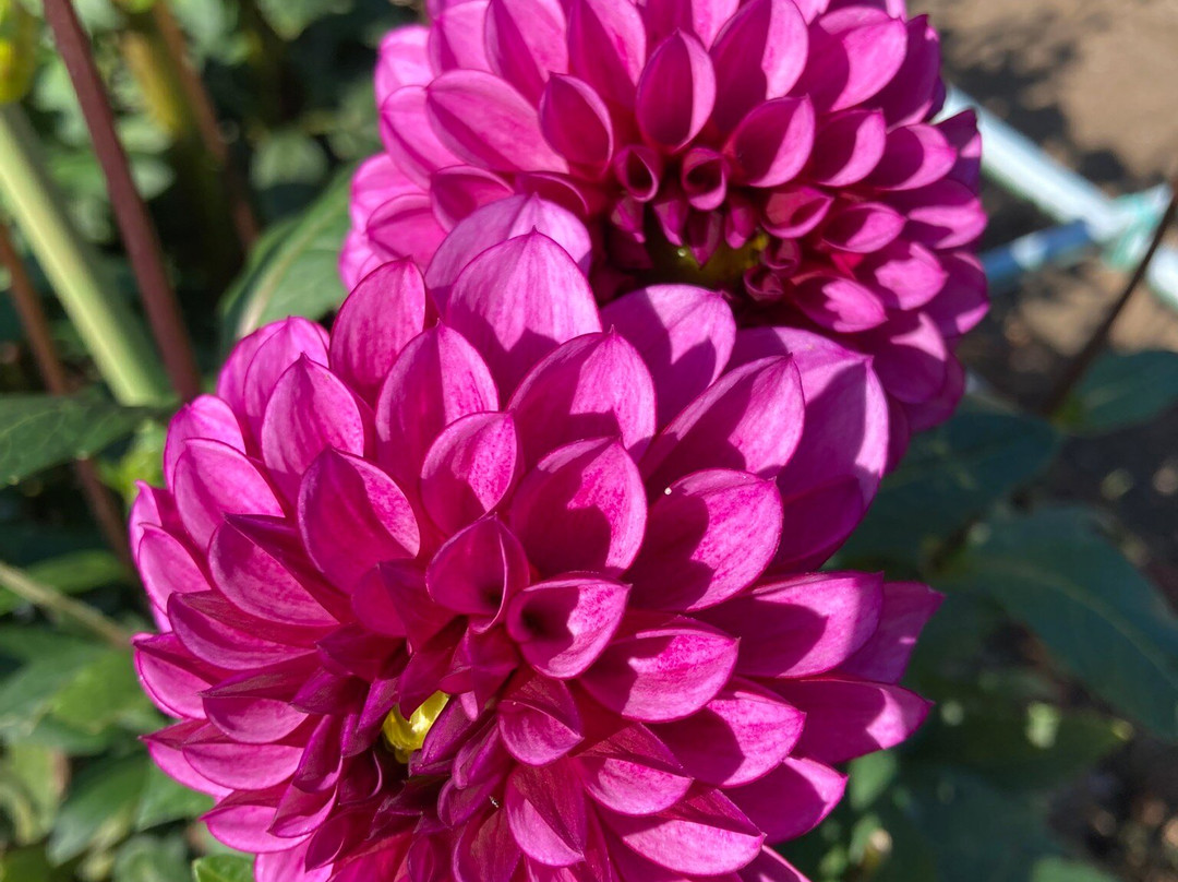 Machida Dahlia Gardens-町田市必去景点