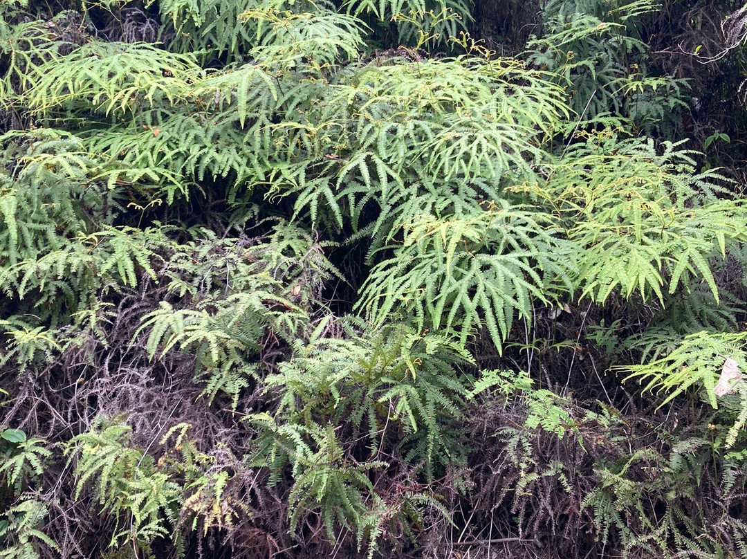 Andasibe Cyperus Hôtel主图