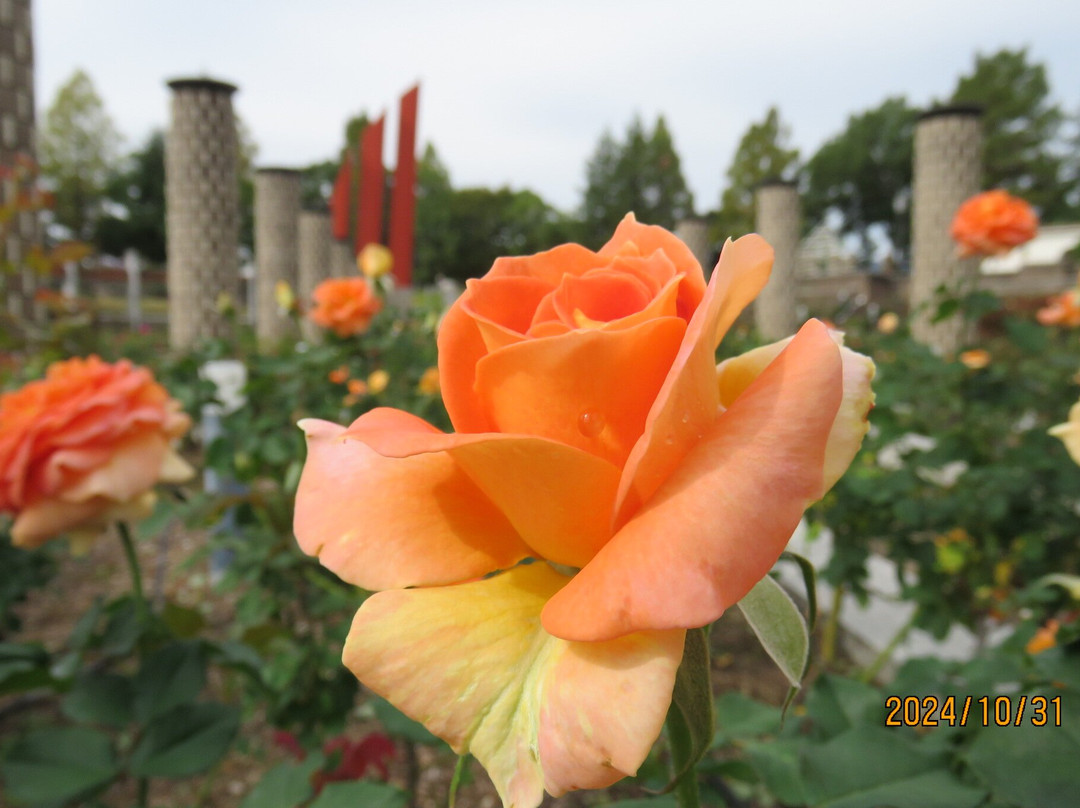 Aramaki Rose Garden景点图片