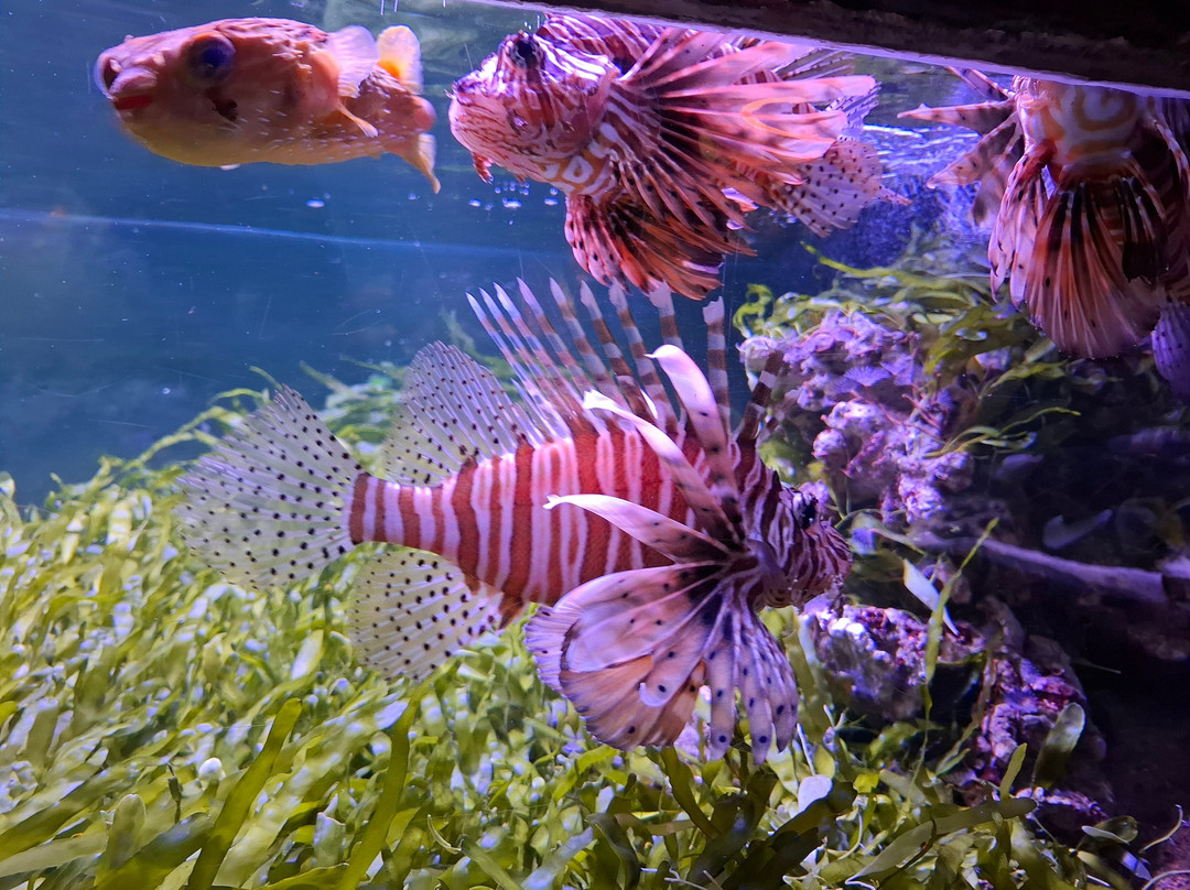 Aquarium d'Amneville景点图片