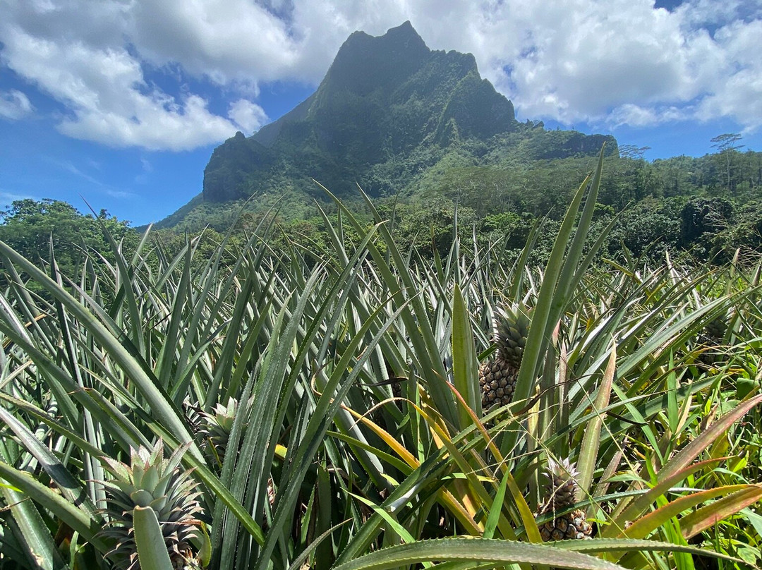 Vallée D'opuhonu (pineapple Fields)-帕佩托艾必去景点