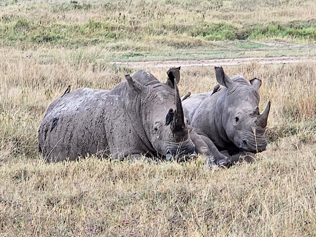 Lake Nakuru-纳库鲁必去景点