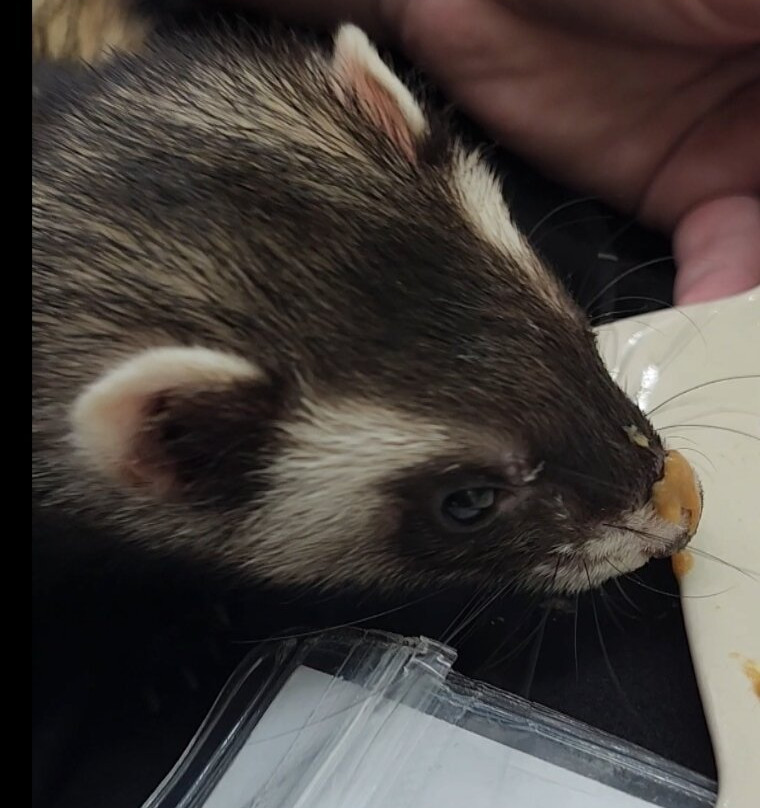 Cat＆Animal Cafe Noah's Ark-京都市必去景点