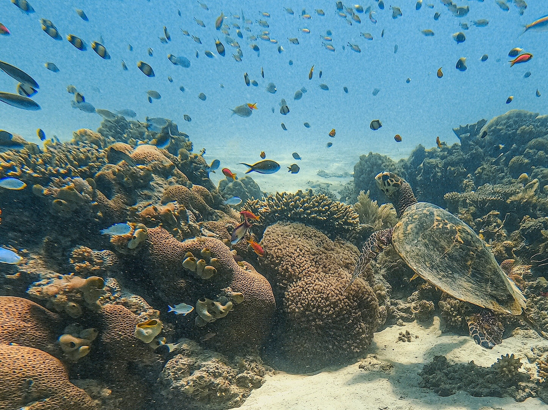 Kasa Diving - Diving Maziwe Marine Reserve