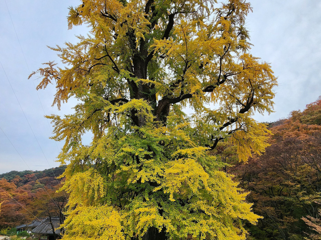 Yongmunsa Temple-杨平郡必去景点