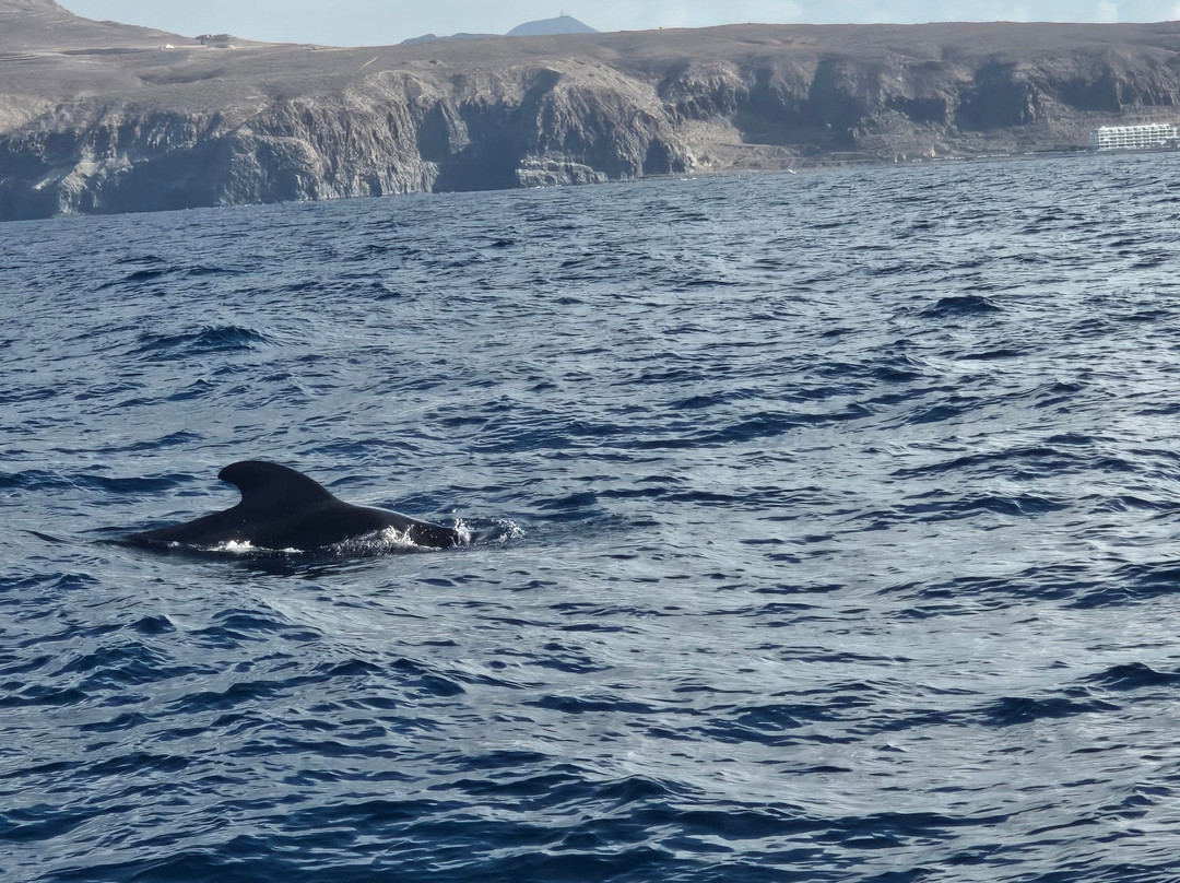 Neptuno Whale Experience Tenerife-特内里费岛必去景点