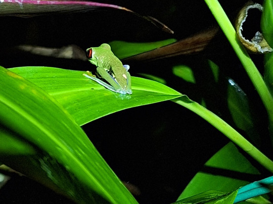 Caretta Tours Tortuguero-利蒙港必去景点