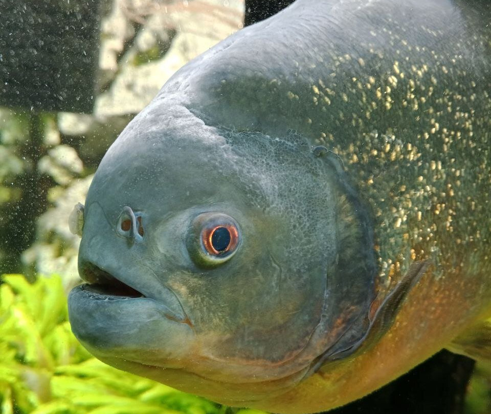 Alushta Aquarium-阿卢什塔必去景点
