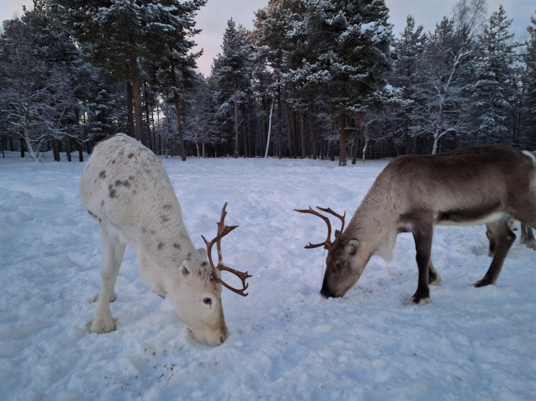 Inari Reindeer Farm-伊纳里必去景点