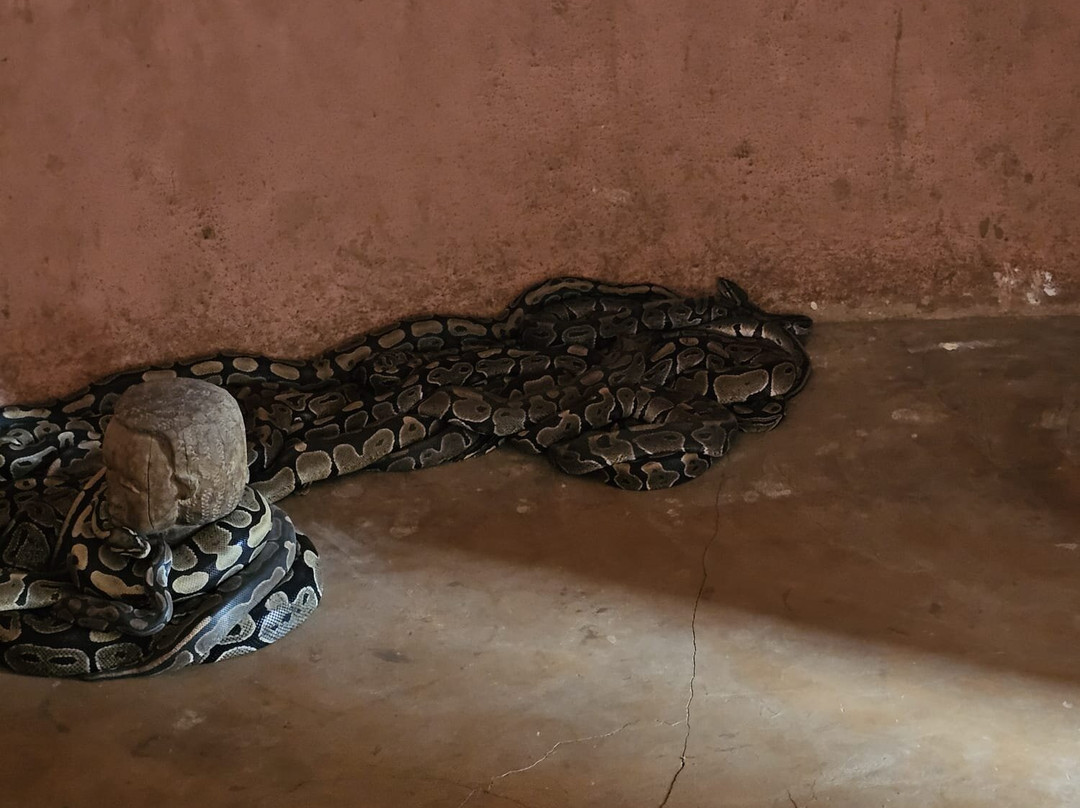 Temple des Pythons-Ouidah必去景点