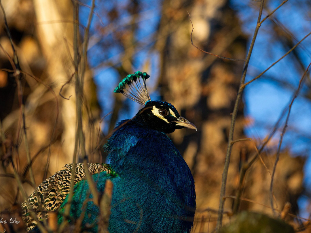 Mulberry Lavender Farm and B&B主图