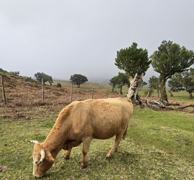The Big Adventure Madeira-沙尔必去景点