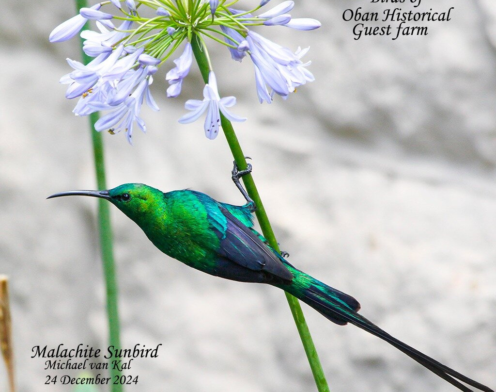 Oban Farm Stay Van Reenen主图