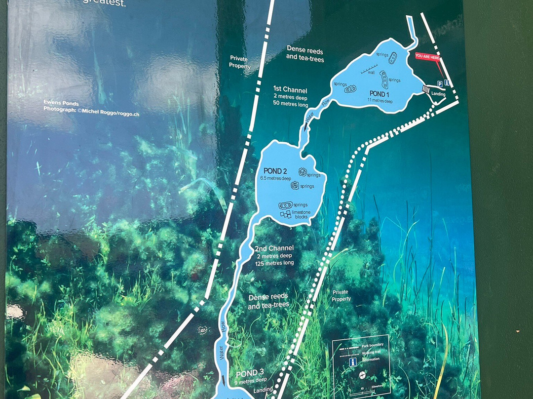 Ewens Pond景点图片