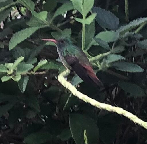 Interbus-圣何塞必去景点