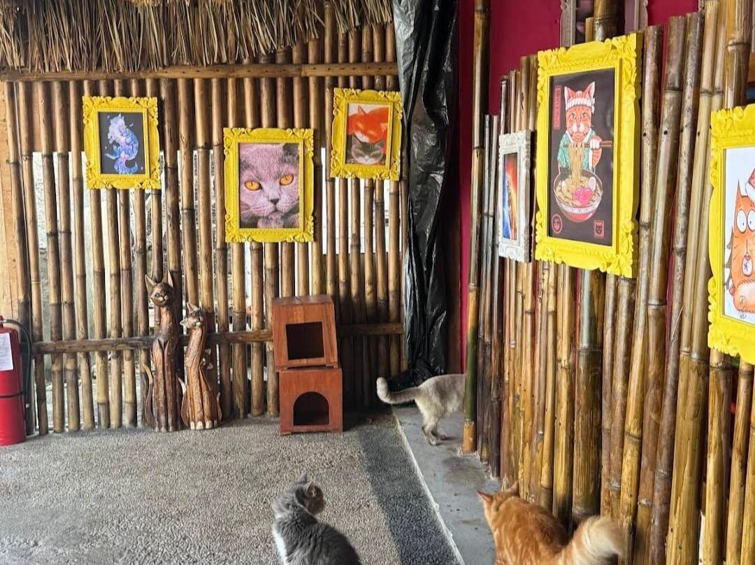 Cat Island Lembongan-蓝梦岛必去景点