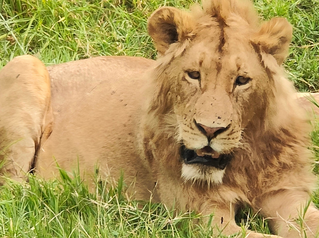 Predators Safari Club景点图片