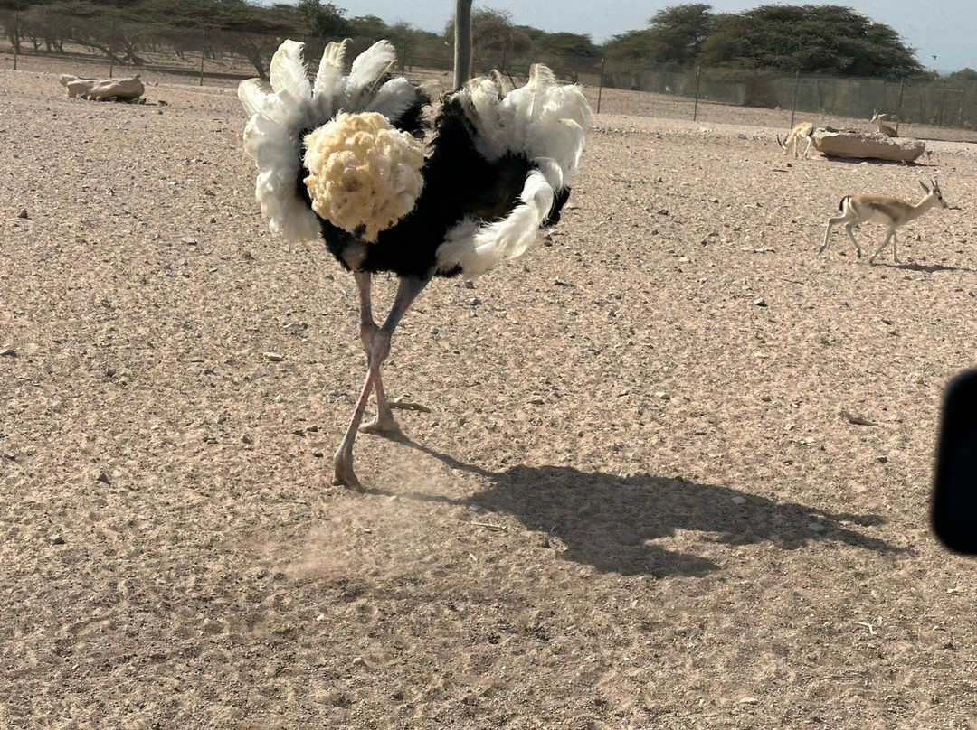 Sir Bani Yas Cruise Beach-萨巴尼亚岛必去景点