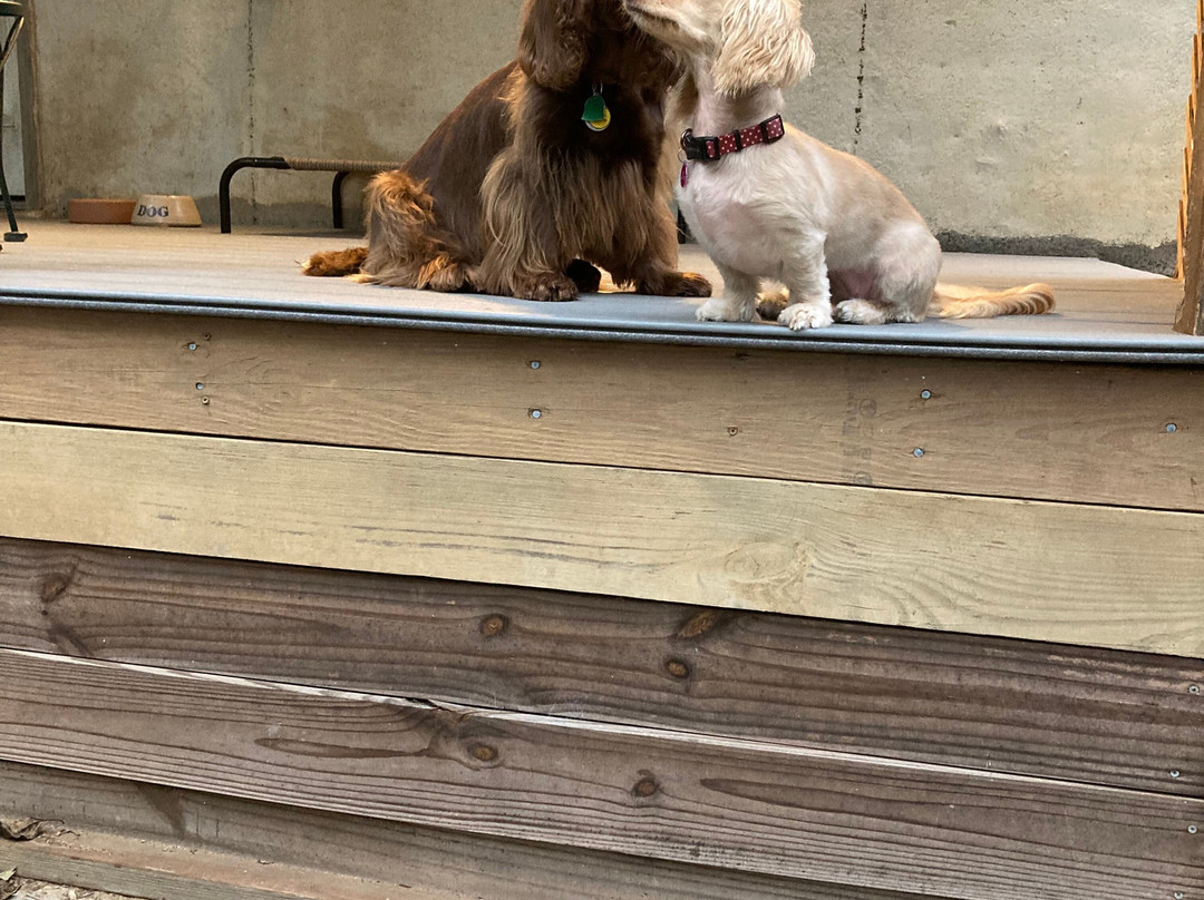 The Big Bad Woof-华盛顿特区必去景点