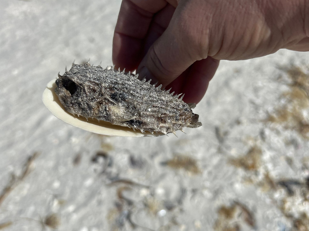 Tarpon Beach-Sanibel必去景点