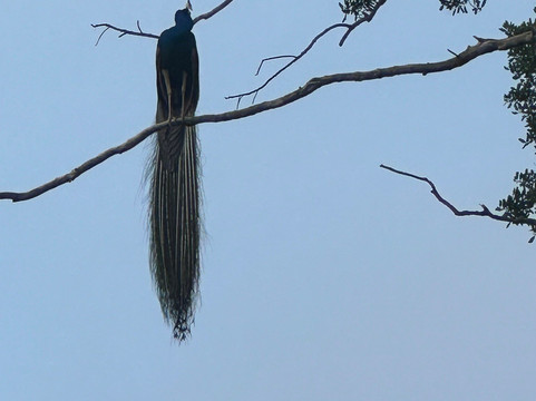 Ravi and Sons Tours-哈普特莱必去景点