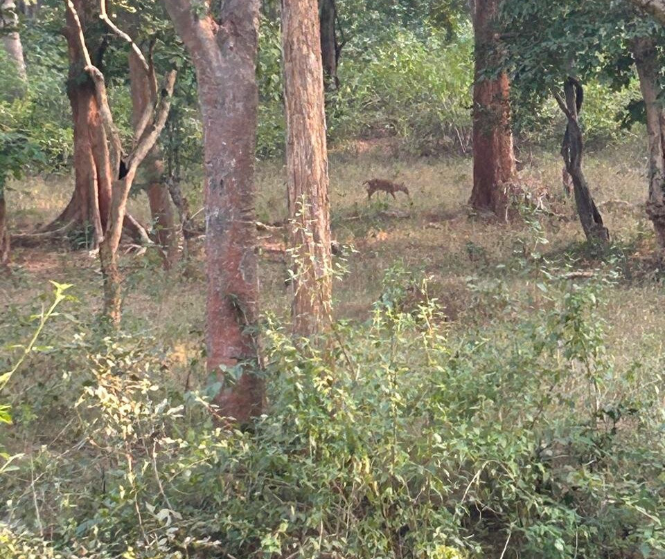 Betla National Park-Palamu District必去景点