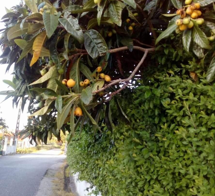Casa da Nespereira- Lugar Acolhedor Rodeado de natureza