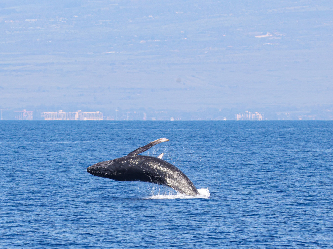 Alii Nui Sailing Charters-玛阿拉也亚必去景点