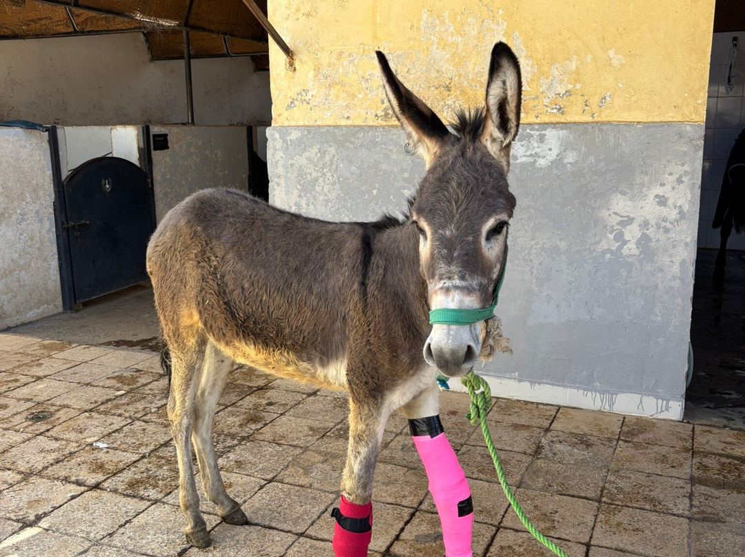 ACE - Animal Care in Egypt-卢克索必去景点