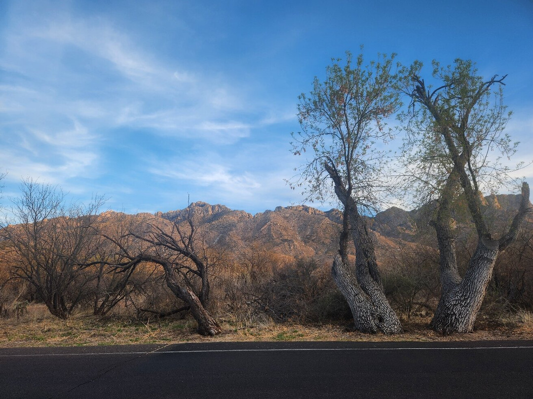 Catalina State Park-图森必去景点