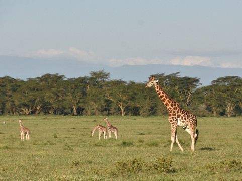 Foot On Kilimanjaro Adventure-莫西必去景点