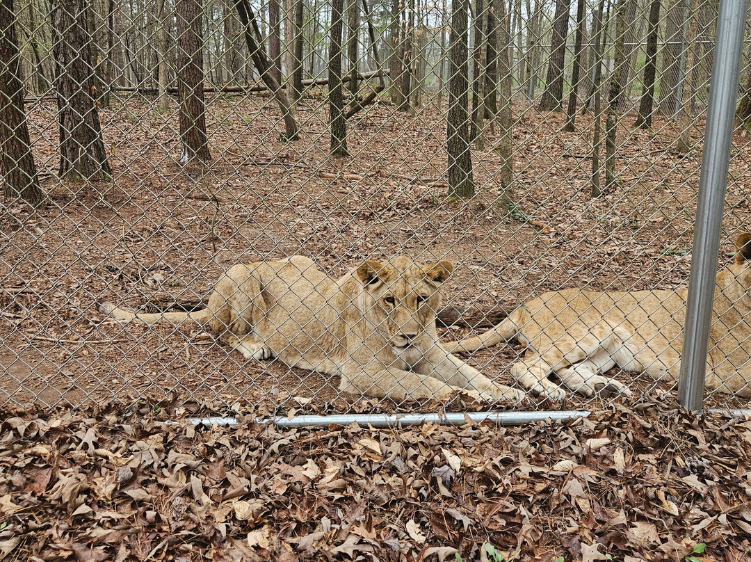 Tigers For Tomorrow景点图片