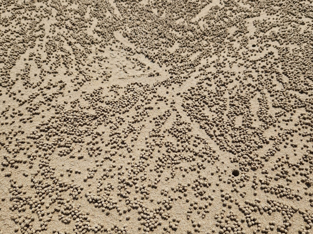 Coconut Beach景点图片
