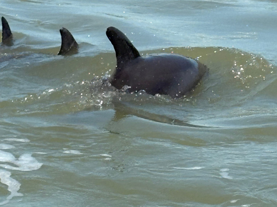 Four Mile Cove Ecological Preserve-开普科勒尔必去景点