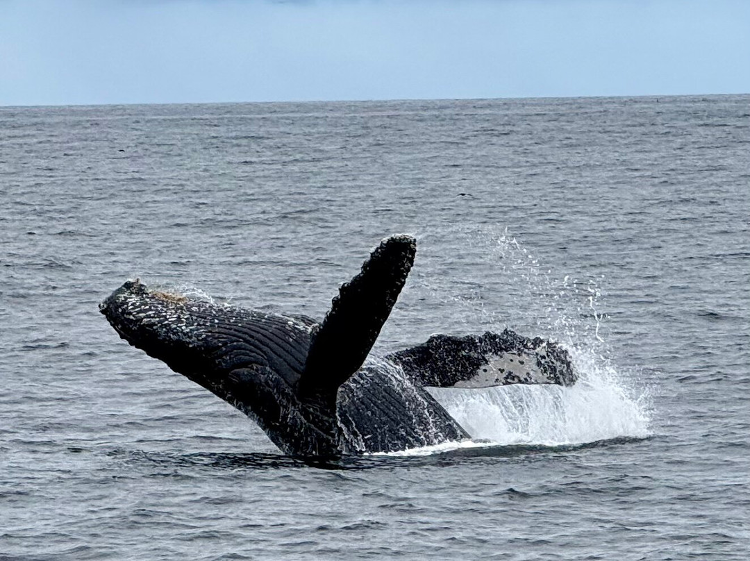 蒙特雷湾观鲸之旅-蒙特雷必去景点