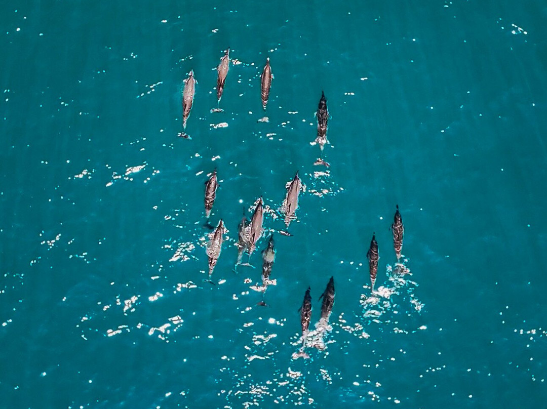 Namori Tours Sortie Dauphins-贝尔欧布莱必去景点