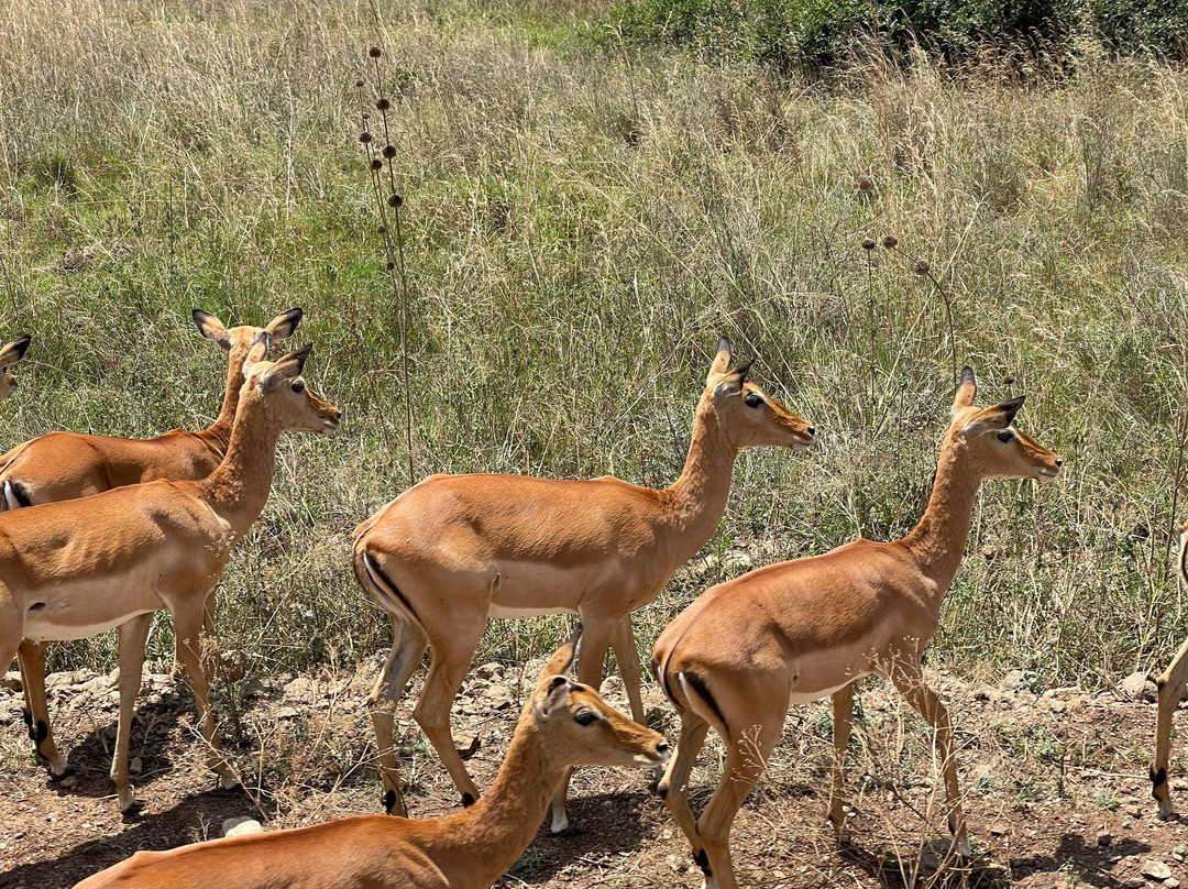 Triptick Travels-内罗毕必去景点