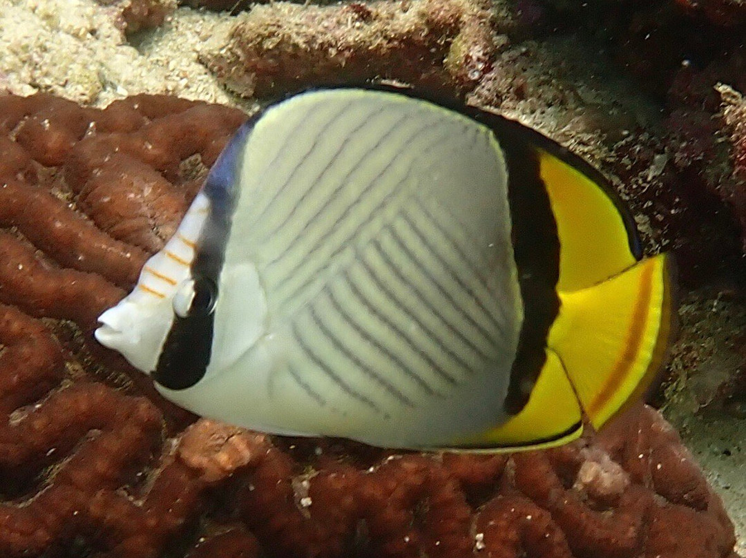 Extra Divers Sifah-As Sifah必去景点