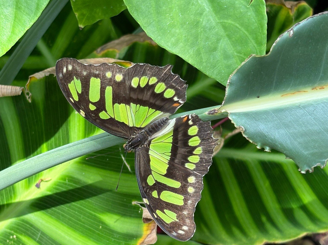 The Sophia M. Sachs Butterfly House-切斯特菲尔德必去景点