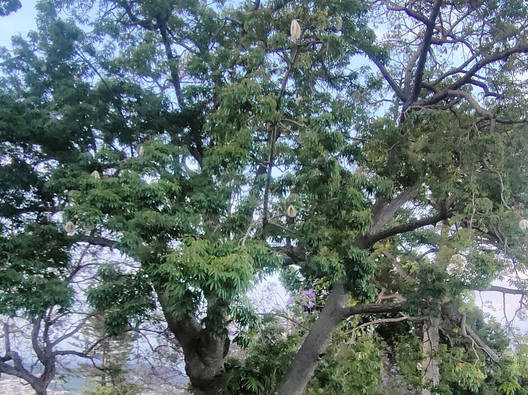 Parque de Santa Catarina-沙尔必去景点