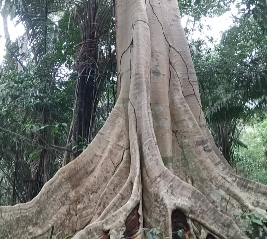 Pisatahua Plant Medicine-Riberalta必去景点