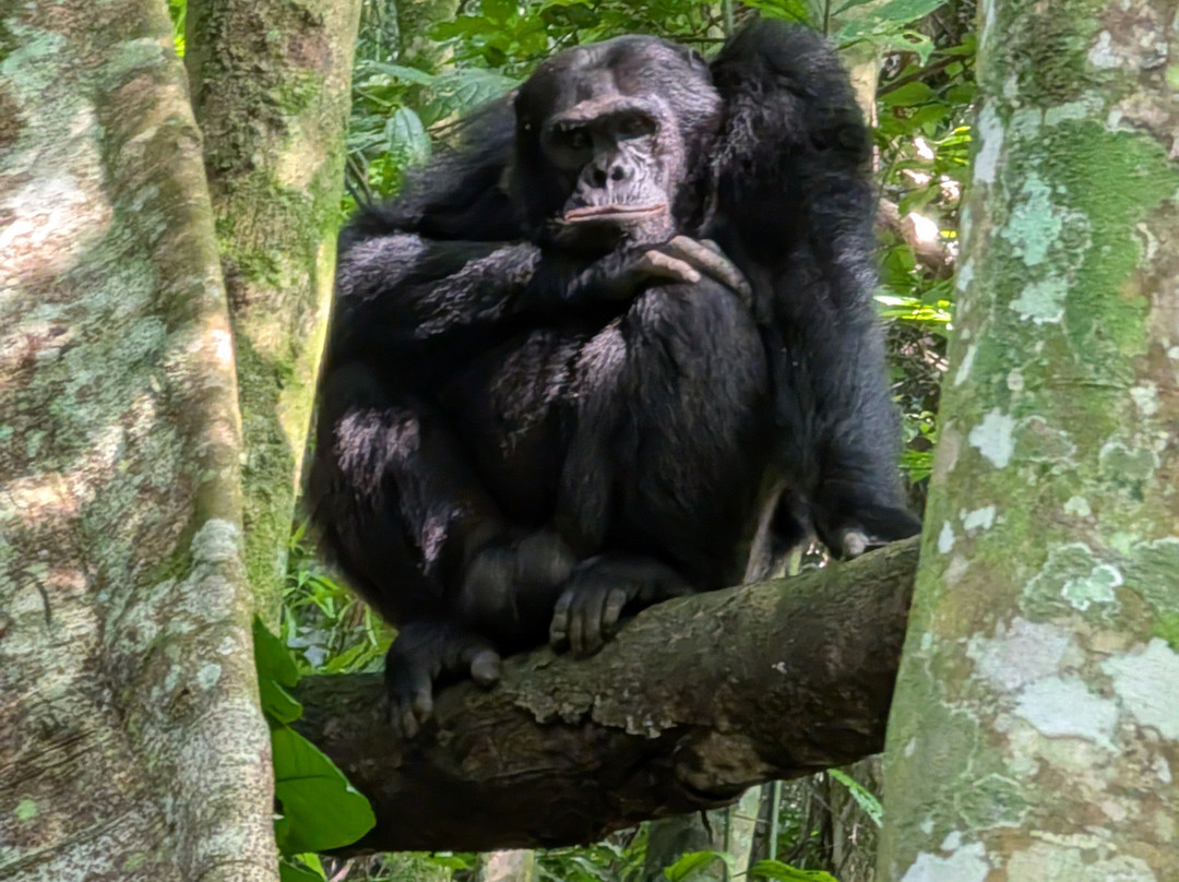 Nyungwe National Park - Rwanda景点图片