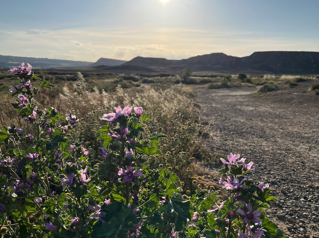 Compania de Guias de las Bardenas-Tudela必去景点