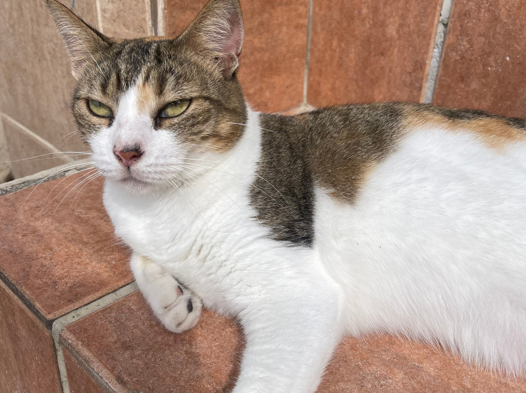 Lô Bleu Hôtel主图