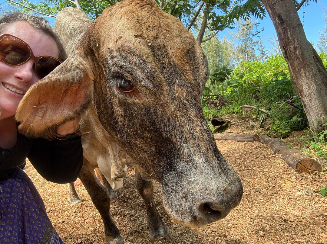 Krishna Cow Sanctuary景点图片