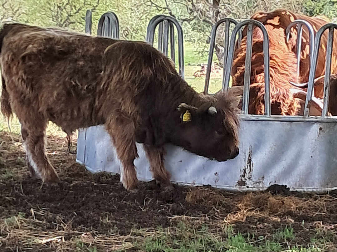 Geise Farm Activities景点图片