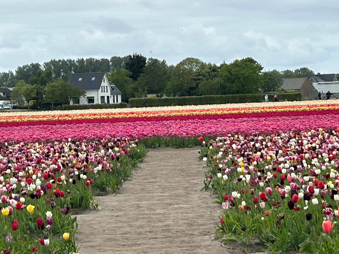 Tulip Experience Amsterdam-诺德韦克豪特必去景点